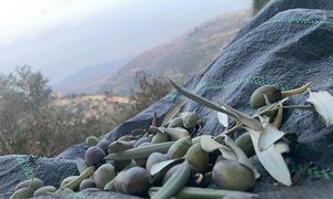 Сбор оливок в рощах  на Западном берегу