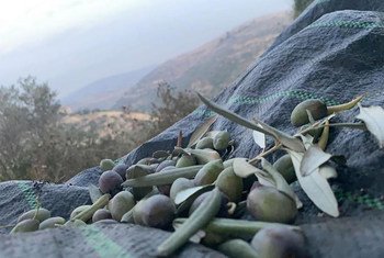 Сбор оливок в рощах  на Западном берегу