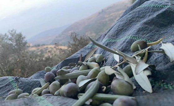 Olives harvested in the West Bank.