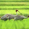 Eastern Sarus Cranes at a project site in Buriram Province, Thailand.