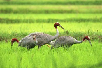 Eastern Sarus Cranes at a project site in Buriram Province, Thailand.