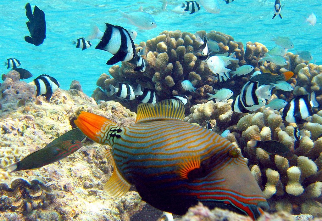 Des poissons au milieu de coraux.