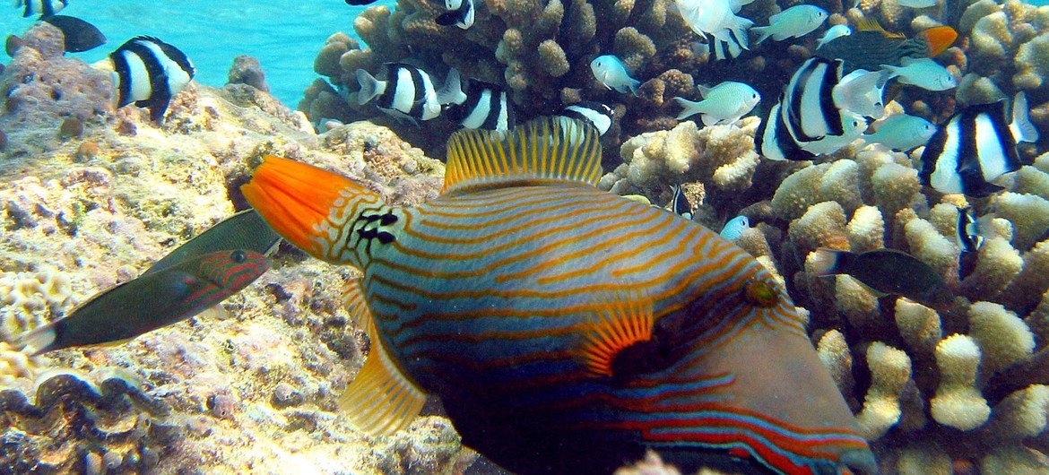 Distintas especies marinas anidan en los corales.