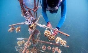 Junto con las comunidades locales, el Programa de las Naciones Unidas para el Medio Ambiente (PNUMA) trabaja con la Fundación REEFolution para restaurar y conservar los arrecifes de coral en los países en desarrollo.