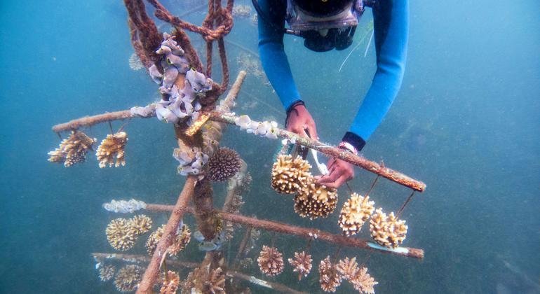 In conjunction with local communities, the UN Environment Programme (UNEP) works with the REEFolution Foundation to restore and conserve coral reefs in developing countries. 