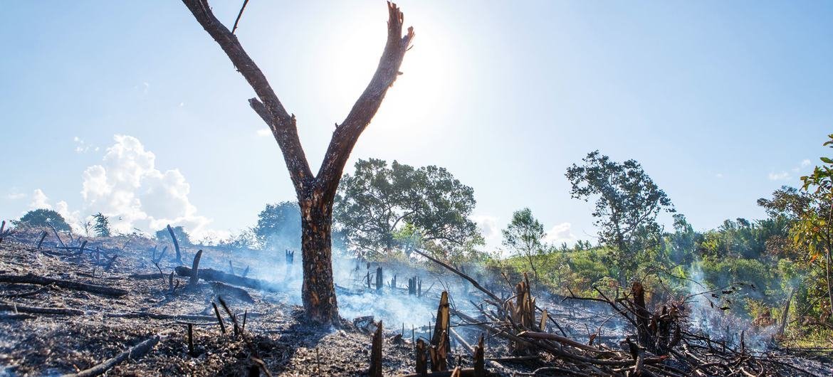 This farmland, once part of Tsitongambaraika forest – one of Mozambique’s few remaining stands of humid lowland forest, made up of 80 to 90 per cent of endemic species and home to five endangered species – was burned in preparation for the next crop. 