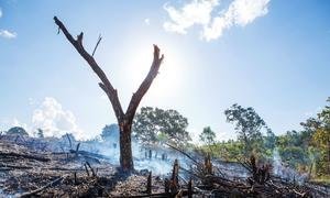 This farmland, once part of Tsitongambaraika forest – one of Mozambique’s few remaining stands of humid lowland forest, made up of 80 to 90 per cent of endemic species and home to five endangered species – was burned in preparation for the next crop. 