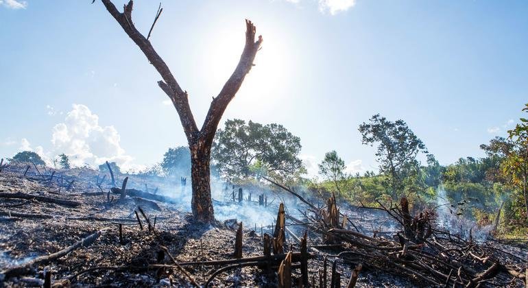 La agricultura de tala y quema, como se muestra aquí, sigue cobrándose un alto precio en el patrimonio natural de Madagascar.