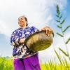 Una mujer cosechando arroz y maíz en una granja comunitaria de Vietnam.