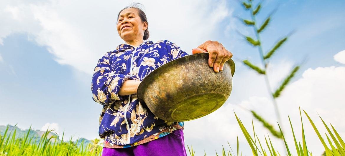 在越南的一个社区农场，一名妇女收割水稻和玉米。