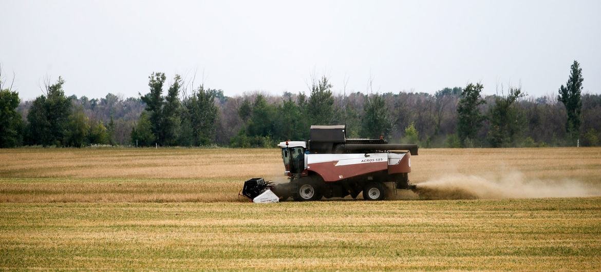 La récolte de blé en Fédération de Russie.