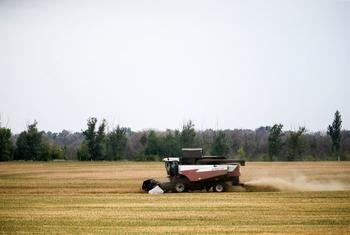 La récolte de blé en Fédération de Russie.