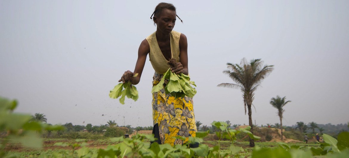 काँगो लोकतांत्रिक गणराज्य (डीआरसी) में खेतों में काम करती एक महिला किसान. देश में हर तीन में से एक व्यक्ति को गम्भीर भुखमरी के हालात का सामना करना पड़ रहा है.