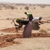 Des femmes au Niger préparent des champs pour la saison des pluies dans le cadre d'une initiative pour lutter contre la désertification.
