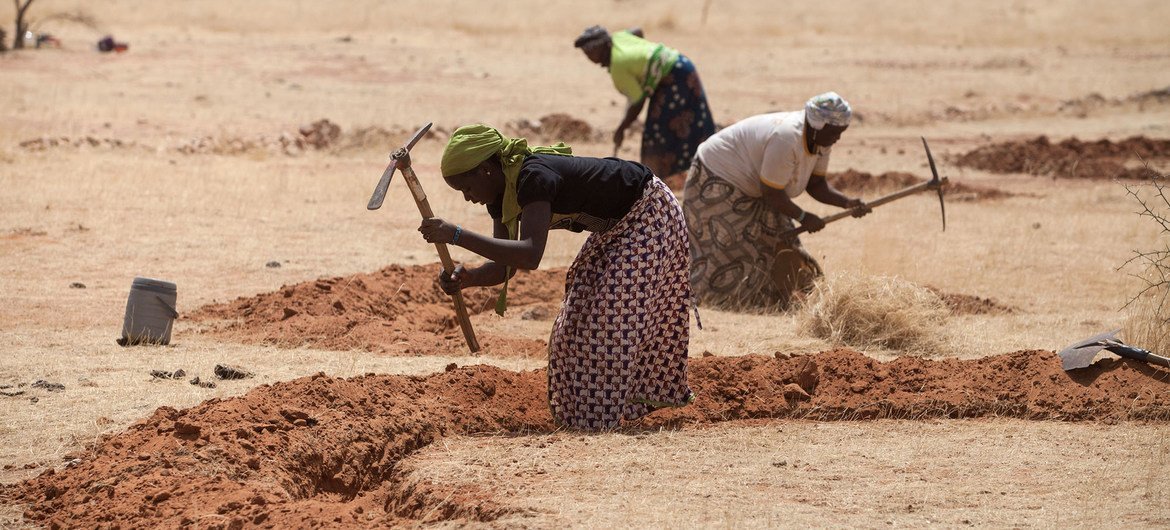 Women in Niger prepare fields for the rainy season as part of an initiative to combat desertification.