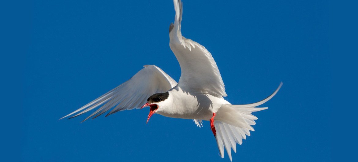 Arctic terns protect their offspring extremely aggressively.