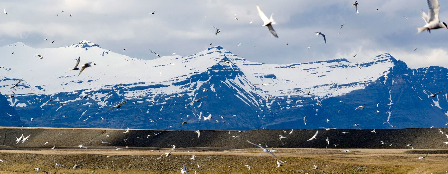 Arctic terns nest at Jökulsárlón in Iceland.