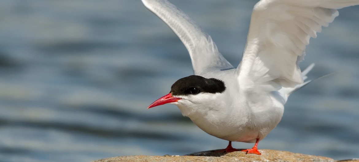 Aves migratórias, como estas andorinhas do Ártico, viajam por vários países, destacando a importância de cooperação internacional na sua conservação 