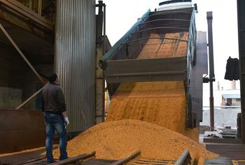 一辆卡车在乌克兰的一家加工厂卸下玉米粒。