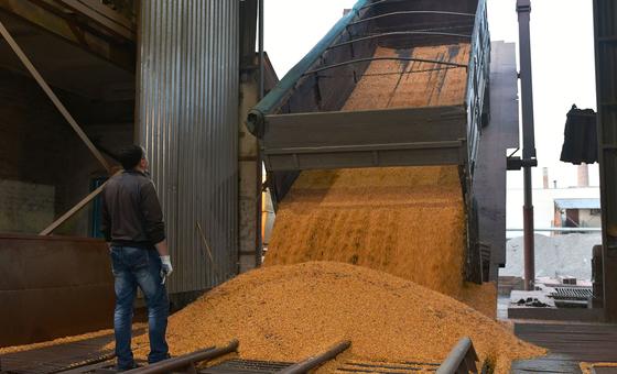 Грузовик разгружает зерно кукурузы на перерабатывающем заводе в Украине.