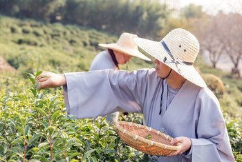कोरिया के ह्वागे-मयोन में पारम्परिक हैडॉन्ग चाय एग्रोसिस्टम. यहाँ नदियों और पहाड़ी इलाक़ों में चट्टानों के आसपास स्वदेशी चाय की खेती की जाती है.