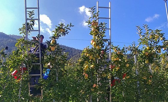 The way in which food is produced, stored, handled and consumed affects the safety of our food. Apples in South Tyrol, Italy, are cultivated and  handpicked in a traditional manner.