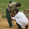 国际牲畜研究所的一位研究人员在埃塞俄比亚从绵羊身上收集血清样品。
