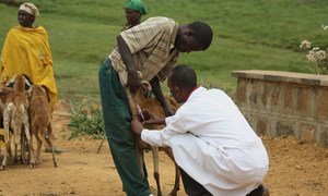 Un chercheur de l'Institut international de recherche sur l'élevage (ILRI) recueille des échantillons de sérum de moutons à Horro, en Éthiopie.