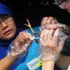 Ученые из Международного института животноводства проводят проверку на наличие птичьего гриппа в Индонезии