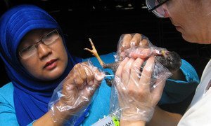 Investigadores del Instituto Internacional de Investigación Ganadera trabajan para controlar la gripe aviar en Indonesia.