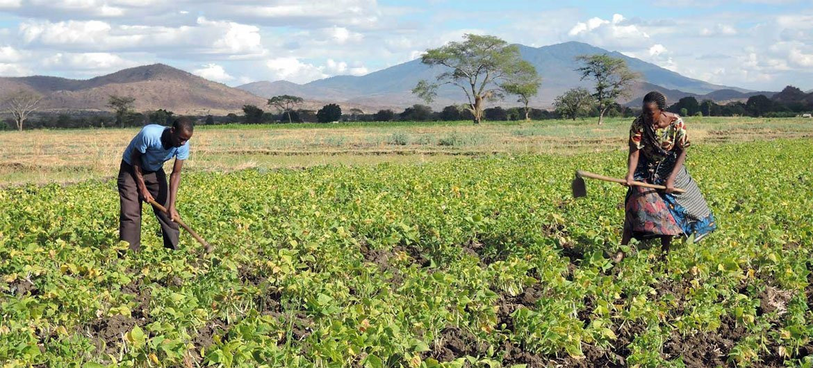 Small-scale farmers in Tanzania are receiving support to improve food security in the face of the COVID-19 pandemic.