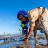  Une femme plante des arbres de mangrove au Timor Leste.