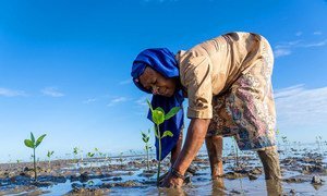 Uma mulher planta árvores de mangue em uma área de pântano no Timor Leste