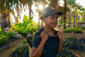 东帝汶社区正在帮助恢复红树林。