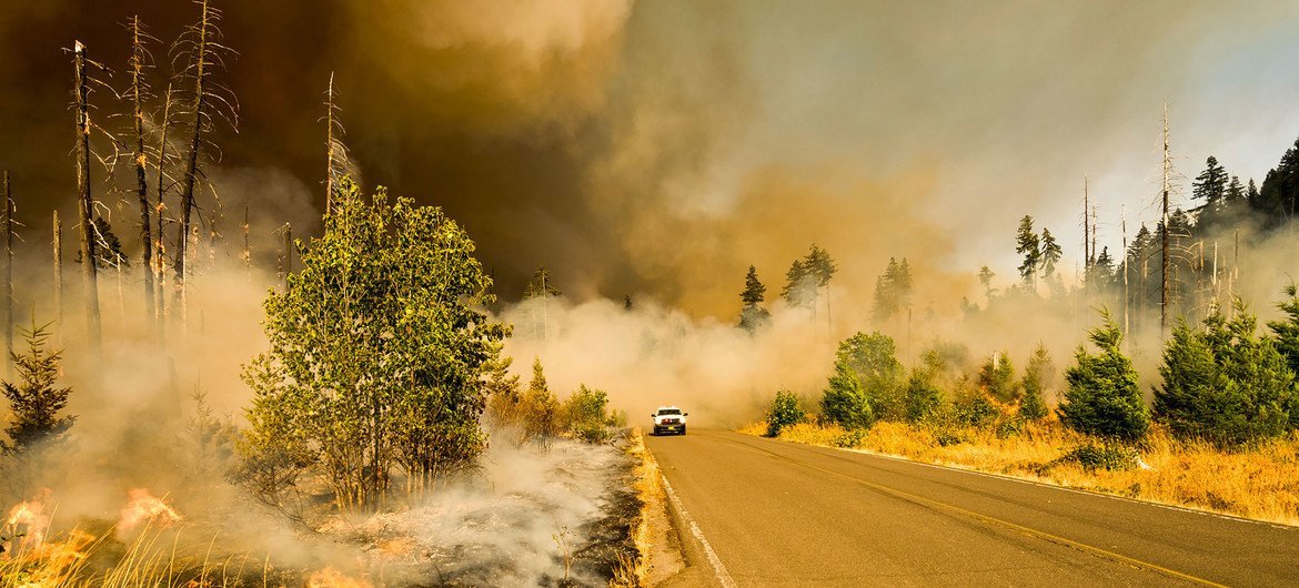 A wildfire burns successful  a nationalist  parkland  successful  Oregon, USA. 