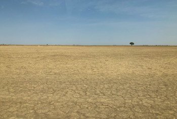 जलवायु परिवर्तन और भूमि के ग़ैर-ज़िम्मेदार तरीक़े से इस्तेमाल के कारण मरुस्थलीकरण का दायरा बढ़ा है. ये कैमरून के पूर्वोत्तर इलाक़े का एक दृश्य है. (जनवरी 2019)