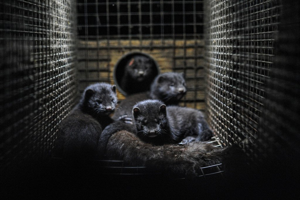 在瑞典一个毛皮农场的笼子里，几只貂在休息。