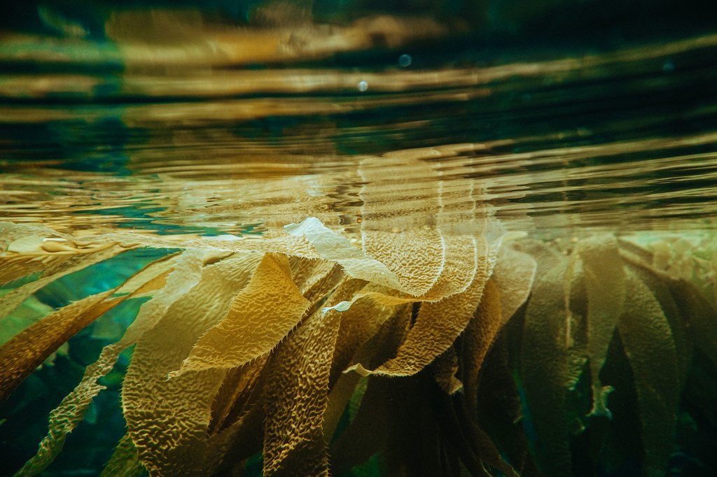 海带是一种海藻，可用于饲养动物，帮助减少温室气体的排放。
