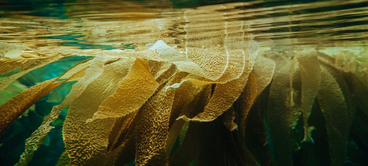 Kelp, a type of seaweed, can be fed to animals and can help reduce greenhouse gas emissions. 