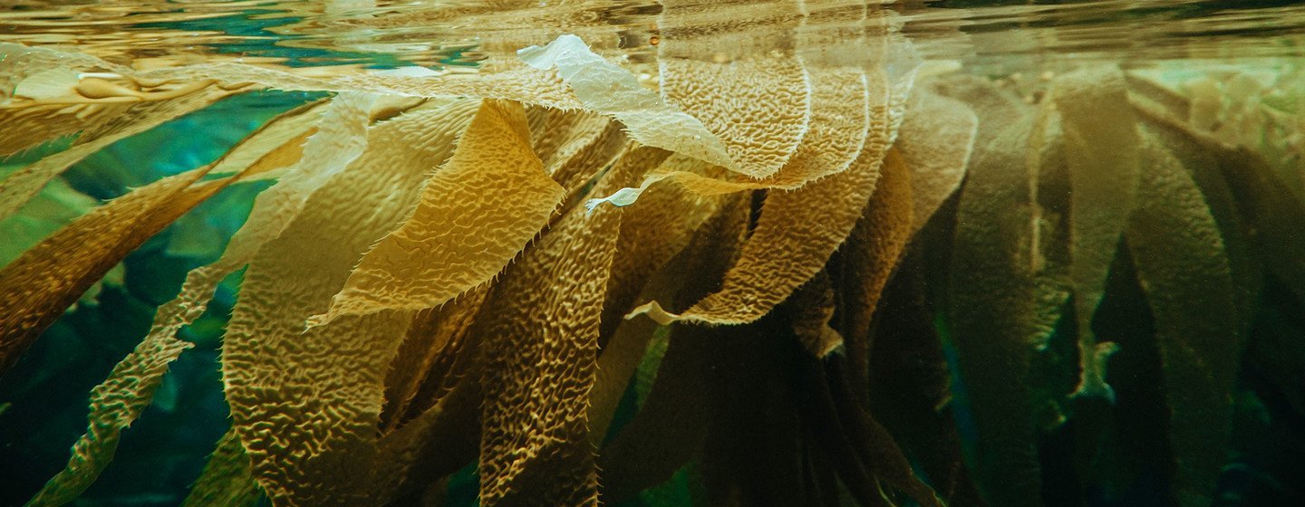 Kelp, a type of seaweed, can be fed to animals and could help to reduce greenhouse gas emissions. 