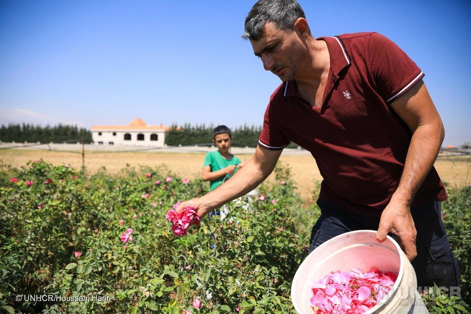 سالم الأزوق مزارع ورود من سوريا يقطف الورد في مزرعته.