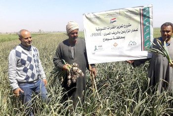 الصندوق الدولي للتنمية الزراعية يشارك بتنفيذ مشروع تعزيز القدرات التسويقية لصغار المزارعين بالريف المصري 