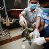 At a wildlife training session in Viet Nam, a specimen is preserved by the participants.