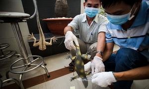At a wildlife training session in Viet Nam, a specimen is preserved by the participants.