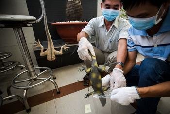 في جلسة تدريب على الحياة البرية في فييت نام، يقوم المشاركون في التدريب بحفظ عينة من الحيوانات.
