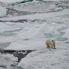 The polar bear's natural habitat is disappearing as ice caps melt due to climate change.