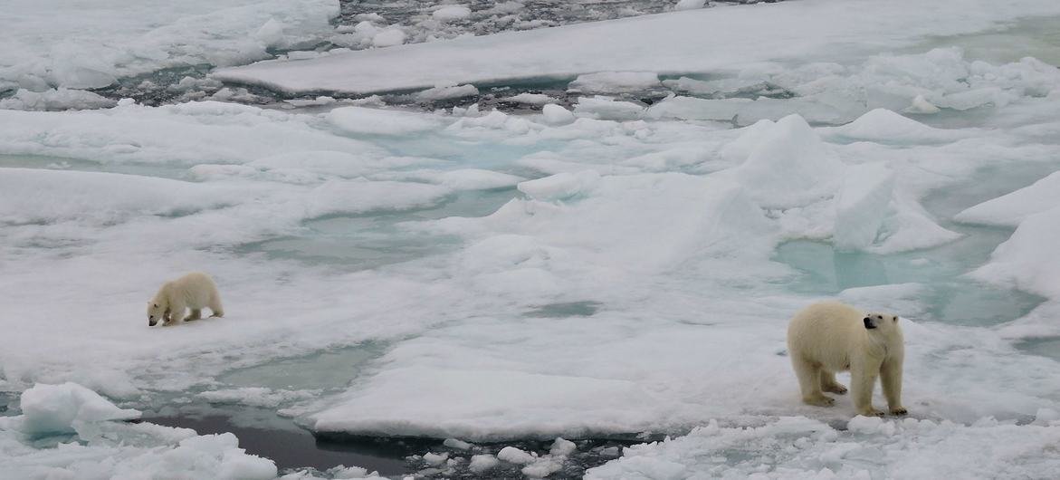 由于气候变化，冰盖融化，北极熊的自然栖息地正在消失。