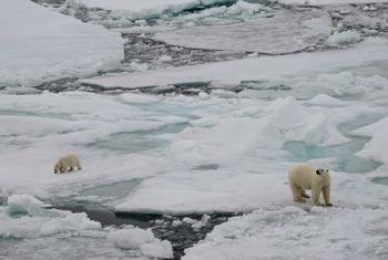 由于气候变化，冰盖融化，北极熊的自然栖息地正在消失。