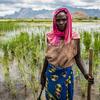 Рисовая ферма в Чаде