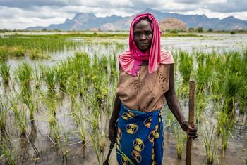 Un agricultrice dans un champ de riz au Tchad.